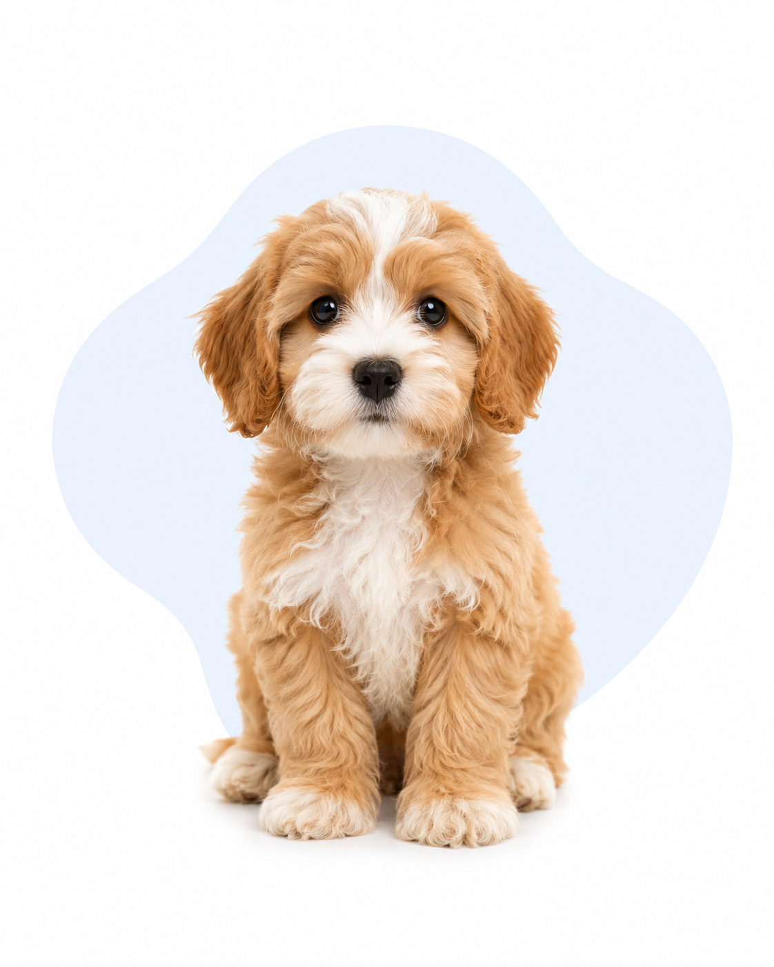 A small dog ready to check in